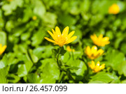 Цветущий чистяк (Ficaria) Стоковое фото, фотограф Алёшина Оксана / Фотобанк Лори