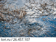 Рыба плещется в воде. Стоковое фото, фотограф Алёшина Оксана / Фотобанк Лори