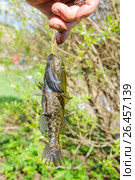 Пойманный головешка-ротан (Perccottus glenii) в руке рыбака. Стоковое фото, фотограф Алёшина Оксана / Фотобанк Лори