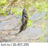 Головешка-ротан (Perccottus glenii) висит на крючке. Стоковое фото, фотограф Алёшина Оксана / Фотобанк Лори