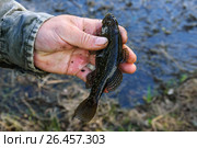 Пойманный головешка-ротан (Perccottus glenii) в руке рыбака. Стоковое фото, фотограф Алёшина Оксана / Фотобанк Лори