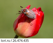 Майский жук. Стоковое фото, фотограф Галина Савина / Фотобанк Лори