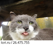 Котэ в обиде. Стоковое фото, фотограф Анна Мешкова / Фотобанк Лори