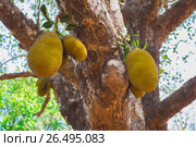 Jackfruit on the trees in the jungles of India. Стоковое фото, фотограф Олег Жуков / Фотобанк Лори