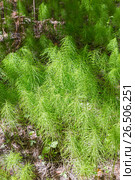 Хвощ полевой ( лат. Equisetum arvenseи ). Многолетнее травянистое растение. Стоковое фото, фотограф Евгений Мухортов / Фотобанк Лори