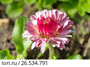 Розовая маргаритка многолетняя (лат. Bellis perennis) крупным планом. Стоковое фото, фотограф Елена Коромыслова / Фотобанк Лори
