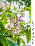 Бледно розовая венгерская сирень (Syringa josikaea) Стоковое фото, фотограф Алёшина Оксана / Фотобанк Лори