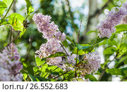Ветка бледно розовой венгерской сирени (Syringa josikaea) Стоковое фото, фотограф Алёшина Оксана / Фотобанк Лори