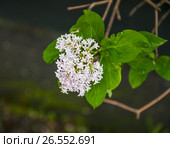 Сирень венгерская (Syringa josikaea) бледно розовая. Стоковое фото, фотограф Алёшина Оксана / Фотобанк Лори