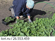 Пожилая женщина обрывает сорняки в огороде на даче. Стоковое фото, фотограф Юлия Юриева / Фотобанк Лори