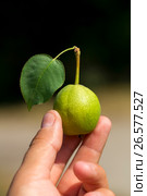 Pear. Стоковое фото, фотограф Антон Соваренко / Фотобанк Лори