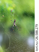 Гигантский древесный паук (Nephila maculata),   самец и самка. Стоковое фото, фотограф Ирина Кожемякина / Фотобанк Лори