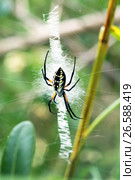 Yellow garden spider (Argiope aurantia) Стоковое фото, фотограф Ирина Кожемякина / Фотобанк Лори