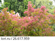 Скумпия кожевенная (Cotinus coggygria Scop.) с розовыми жилками. Стоковое фото, фотограф Ирина Борсученко / Фотобанк Лори