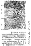 Разрез стенки желудка человека. Стоковая иллюстрация, иллюстратор Макаров Алексей / Фотобанк Лори