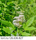 Лабазник вязолистный (Latin name Filipendula ulmaria). Дикорастущее лекарственное растение Сибири. Стоковое фото, фотограф Евгений Мухортов / Фотобанк Лори
