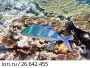 Jack fish (Caranx lugubris) over a coral reef, the Indian Ocean (2010 год). Стоковое фото, фотограф Куликов Константин / Фотобанк Лори
