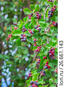 Ирга ( лат. Amelanchier ) — род растений семейства Розовые (Rosaceae), листопадный кустарник. Спеющая ягода на ветвях. Стоковое фото, фотограф Евгений Мухортов / Фотобанк Лори