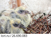 The young pigeon in the nest of the branches. Стоковое фото, фотограф Глазкова Ксения / Фотобанк Лори