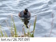 Поганка черношейная. Black-necked Grebe (Podiceps nigricollis, Podiceps caspicus). Стоковое фото, фотограф Василий Вишневский / Фотобанк Лори