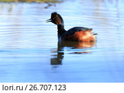 Поганка черношейная. Black-necked Grebe (Podiceps nigricollis, Podiceps caspicus).
 Стоковое фото, фотограф Василий Вишневский / Фотобанк Лори