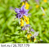 Марьянник дубравный, или Иван-да-марья (лат. Melampyrum nemorosum), крупный план. Стоковое фото, фотограф E. O. / Фотобанк Лори