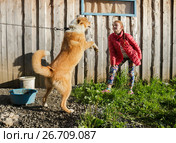 Девочка дразнит цепную собаку. Стоковое фото, фотограф Светлана Попова / Фотобанк Лори