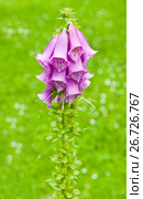 Наперстянка, или Дигиталис (лат. Digitalis) Стоковое фото, фотограф E. O. / Фотобанк Лори