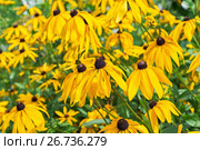 Рудбекия волосистая (лат. Rudbeckia Hirta). Популярное декоративное растение. Цветы крупным планом. Стоковое фото, фотограф Евгений Мухортов / Фотобанк Лори