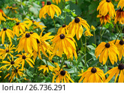Рудбекия волосистая (лат. Rudbeckia Hirta). Популярное декоративное растение. Цветы крупным планом. Стоковое фото, фотограф Евгений Мухортов / Фотобанк Лори