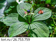 Ядовитое растение вороний глаз четырёхлистный (лат. Paris quadrifolia)  семейства Мелантиевые (Melanthiaceae). Крупный план растения с плодом. Стоковое фото, фотограф Евгений Мухортов / Фотобанк Лори