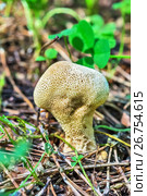 Съедобный гриб головач продолговатый (лат. Calvatia excipuliformis). Новосибирская область, Сибирь, Россия, август. Стоковое фото, фотограф Евгений Мухортов / Фотобанк Лори