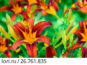 Beautiful bright daylilies on flowerbed. Стоковое фото, фотограф Володина Ольга / Фотобанк Лори