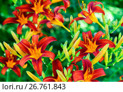 Beautiful bright daylilies on flowerbed. Стоковое фото, фотограф Володина Ольга / Фотобанк Лори