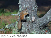 Белка обыкновенная, или векша (лат. Sciurus vulgaris). Зверек при вечернем освещении сидит на дереве, Ямало-Ненецкий автономный округ. Стоковое фото, фотограф Григорий Писоцкий / Фотобанк Лори