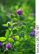 Клевер луговой (красный). Trifolium pratense. Цветущее растение в контровом вечернем свете. Стоковое фото, фотограф Григорий Писоцкий / Фотобанк Лори