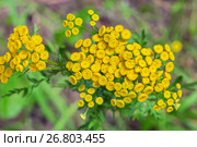 Дикорастущее лекарственное растение Пижма обыкновенная (лат. Tanacetum vulgare). Цветущее растение. Стоковое фото, фотограф Евгений Мухортов / Фотобанк Лори