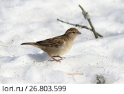 Домовый воробей, или городской воробей (Passer domesticus). Самка птицы ранней весной на снегу, Ямало-Ненецкий автономный округ. Стоковое фото, фотограф Григорий Писоцкий / Фотобанк Лори