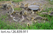 Many goose in yard near the drinker. Стоковое видео, видеограф Володина Ольга / Фотобанк Лори