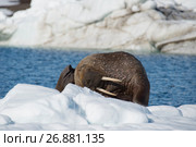 Walrus on ice flow. Стоковое фото, фотограф Vladimir / Фотобанк Лори