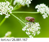 Красно-чёрный полосатый клоп щитник линейчатый или графозома полосатая сидит на белом цветке. Стоковое фото, фотограф Игорь Низов / Фотобанк Лори
