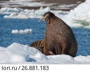 Walrus on ice flow. Стоковое фото, фотограф Vladimir / Фотобанк Лори