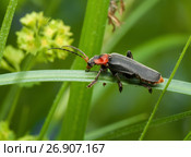 Жук Cantharinae — подсемейство жуков семейства мягкотелок сидит среди травы. Стоковое фото, фотограф Игорь Низов / Фотобанк Лори