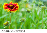 Gaillardia aristata, blanket flower, flowering plant. Стоковое фото, фотограф EugeneSergeev / Фотобанк Лори