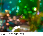 kind araneomorph spiders. Стоковое фото, фотограф Седых Алена / Фотобанк Лори