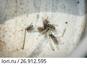 Flies eat the remains of food. Стоковое фото, фотограф Елена Вишневская / Фотобанк Лори