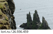 Bird colony on the cliffs, Iceland, a panorama. Стоковое видео, видеограф Юлия Колтырина / Фотобанк Лори