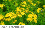 Blossoming St. John's wort. Стоковое видео, видеограф Володина Ольга / Фотобанк Лори
