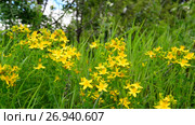 Blossoming St. John's wort. Стоковое видео, видеограф Володина Ольга / Фотобанк Лори