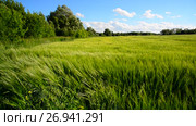 Rye field and trees during a strong wind. Стоковое видео, видеограф Володина Ольга / Фотобанк Лори